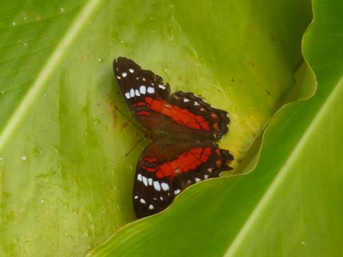 Anartia amathea